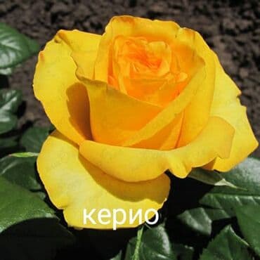 теплица цветы бишкек: Черенки цветка: Розы — 14