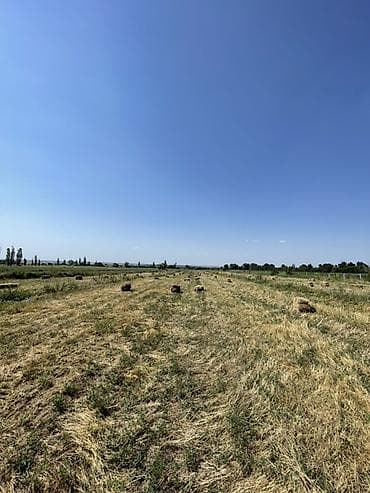 ат баши: Разнотравье в тюках( разнотравье и клевер) - Заготовлено на открытом — 1