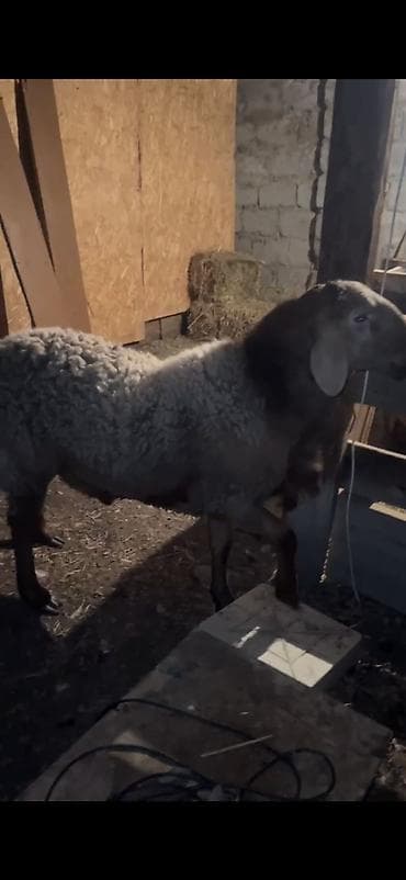 Продаю | Овца (самка) | Для разведения | Племенные