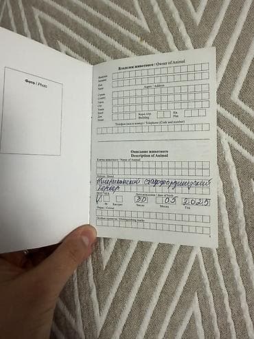 собака шпиц цена: Амстафф, 1 год, Самка, С прививкой — 4