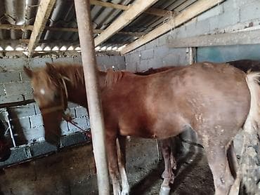 Ветеринар кызматы: Сатам | Бээ (ургаачы) | Союуга — 2