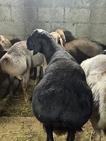 мака кукуруз: Продаю | Овца (самка) | Для разведения | Племенные — 2