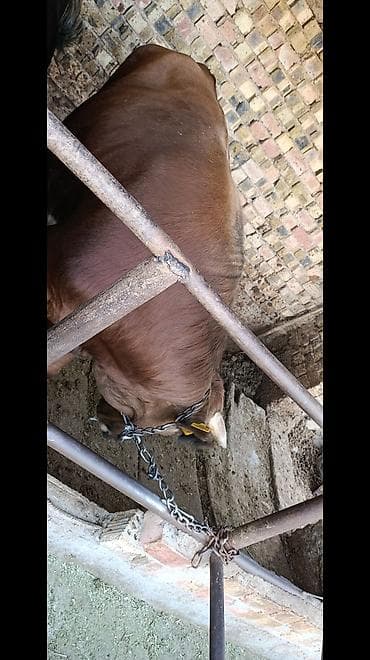 тай ат: Продаю | Бык (самец) | Ангус — 8