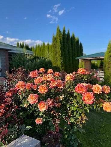 я ищу дом в караколе: Коттедж, ЦО Royal beach, Чок-Тал, Детская площадка, Парковка, стоянка, Охраняемая территория — 8