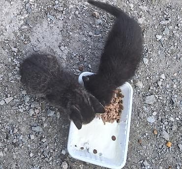 где взять котенка бесплатно: SOS! Малыши-котята оказались в гараже. Спасите их, пожалуйста! — 6
