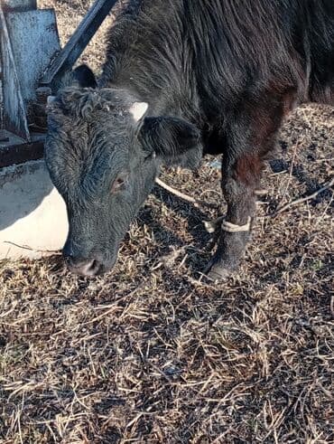 кызыл бирдик: Сатам | Бука (эркек) | Бордоп семиртүү үчүн | Байланган — 3
