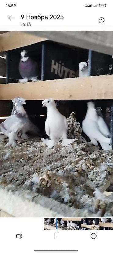 мышык сатып алам: Племенных голубей старопородный — 7