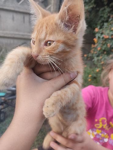 черепаховая кошка: 2 месяца, Мальчик — 4