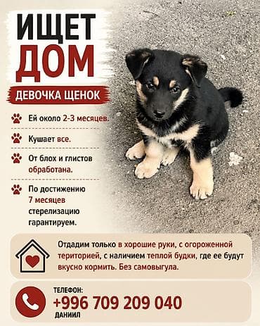 Ищет дом девочка щенок, ей около 2-3 месяцев. Кушает все, от блох и