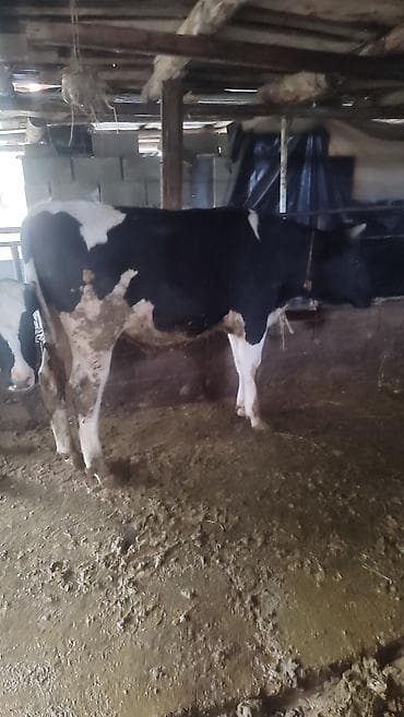Продаю | Бык (самец) | Голштин | Для разведения | Племенные