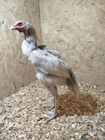 Собаки: Дакан ак жожо короз сатылат буту аксап жатат белый ношка белый кулуф — 1