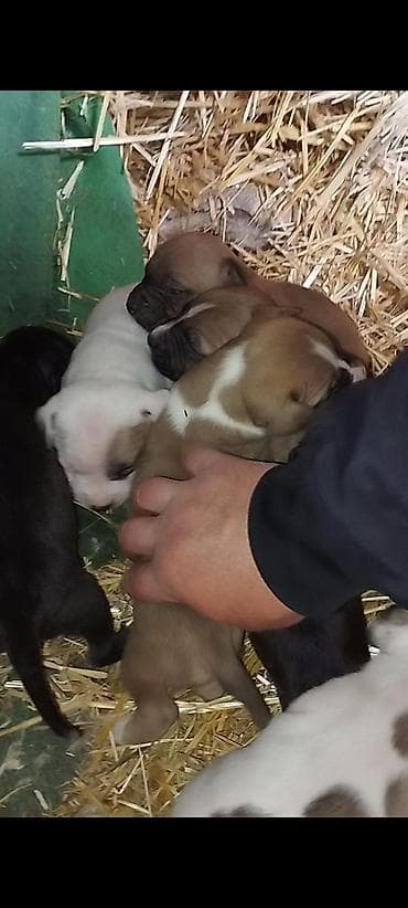 алабай щенок цена: Щинки готовятся на бронь от этой пары . Родители горячие, обоих — 3