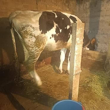 коровы галштин: Продаю | Корова (самка) | Для молока | Привязанные — 3
