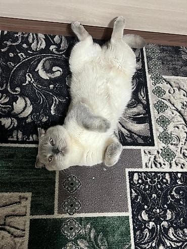 cat sofa: Кошка даром: Скотиш Страйт (Шотландская прямоухая), 4 года, Мальчик — 3