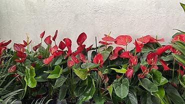цветок антуриум цена: Антуриум (Anthurium andreanum) — эффектное комнатное растение с — 1