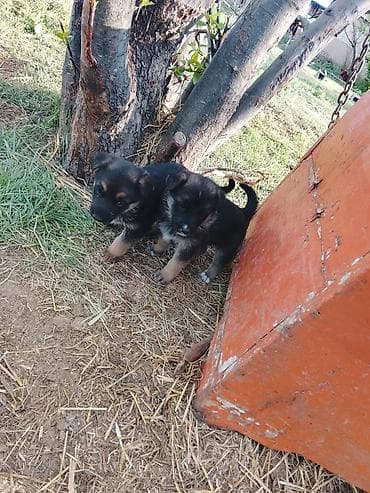 Щенки - Тип: немецкие овчарки - Окрас: чёрный с подпалом (лапы и