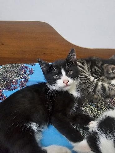 scottish fold: 2 месяца, Девочка, Приучена к лотку — 4