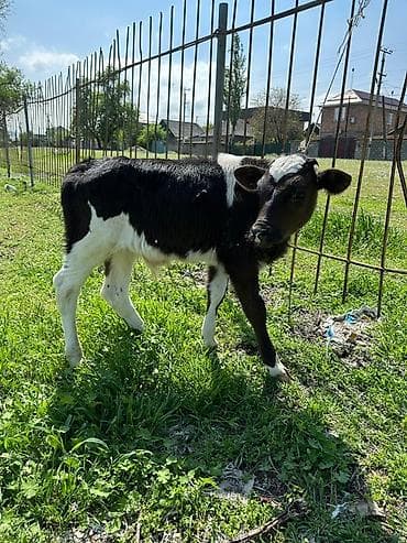 ангус купить: Продаю | Бык (самец), Музоо, торпок | На откорм — 8