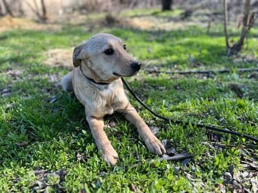 отдам в добрые руки котенка: Ищем дом молодому кобельку. Отличный звоночек,привезём сами. Привит — 3