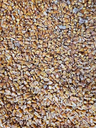 куплю кукуруз: Продаю ячмень, пшеница, кукуруза,горох,чечевица — 1