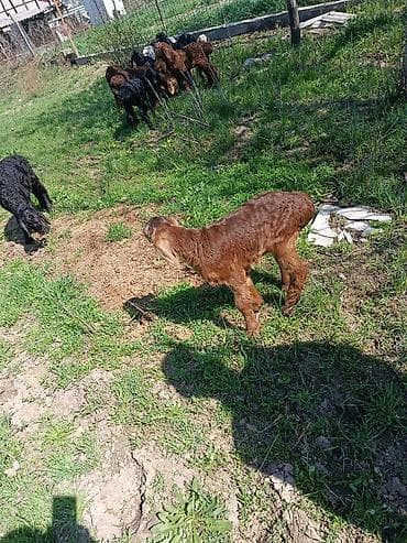 Продаю | Ягненок | Для разведения