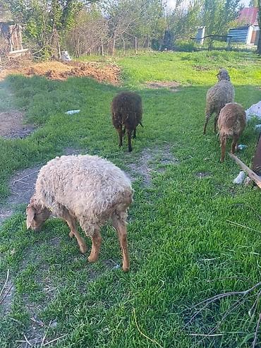 торпок телка: Продаю | Овца (самка) | Для шерсти — 1