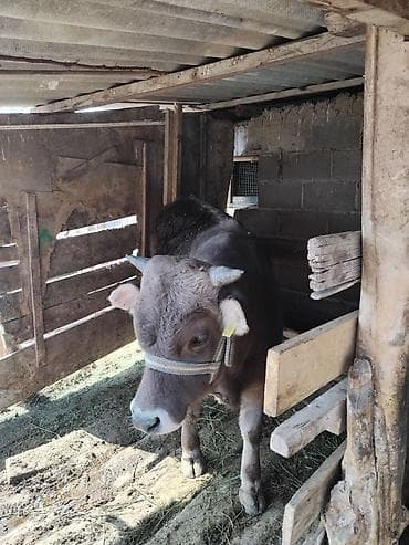 доиные коровы: Продаю | Бык (самец) | На откорм | Привязанные — 4