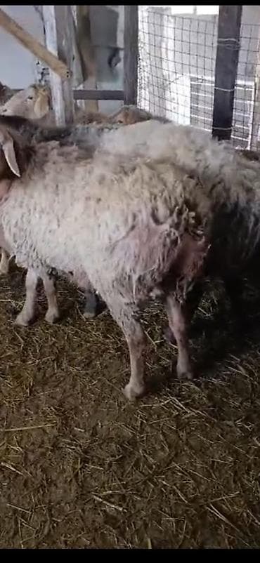 бараны продаю: Продаю | Баран (самец) | Полукровка | На забой — 2