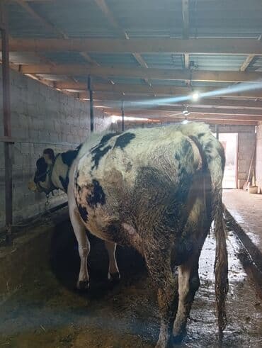 Собаки: Продаю | Корова (самка) | Голштин | Для молока | Привязанные — 2