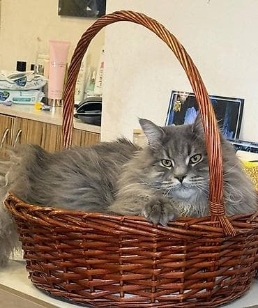 кошка шотланская: Мейн-кун, 2 года, Мальчик, Серый, Приучена к лотку — 8