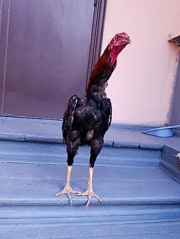 черная курица: Продаю | Петух | Бойцовая | Для разведения — 3