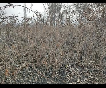 животные для дома: Саженцы малины . Местная, советская. долголетняя морозостойкая — 1