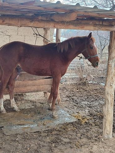 прост ат: Продаю | Жеребец | Английская | Конный спорт | Осеменитель — 9