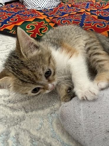 отдам даром котенка бишкек: Кошка даром: Беспородная, 1 месяц, Девочка — 4