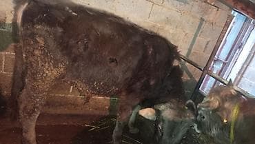 бука 1жаш: Продаю | Бык (самец) | Швицкая | На откорм | Привязанные — 2