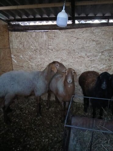 продажа кормов для сельскохозяйственных животных: Продаю | Овца (самка), Баран (самец) | Для разведения — 1