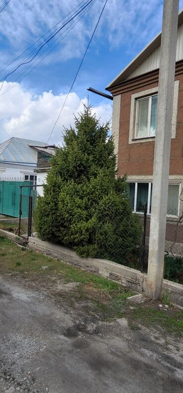 тяньшанская ель: Продаю шикарную тянь-шанскую ель высота 5метров. Густая и пышная. Ель — 3