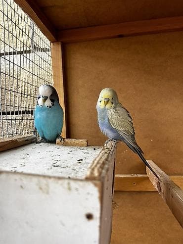 волнистые попугай: Волнистые попугаи (budgerigar) различных окрасов. Описание: - — 1