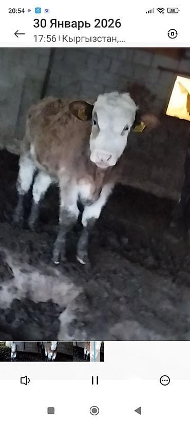 продаю кур несушек: Продаю | Тёлка | На откорм | Племенные — 1