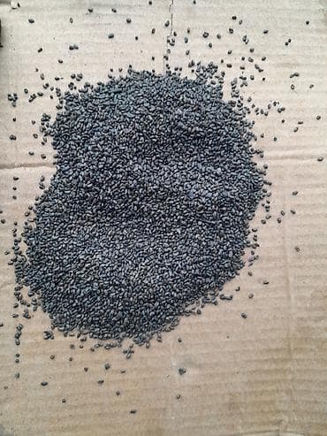 семена маями: Семена кормовых растений: Люцерна, Бесплатная доставка — 5