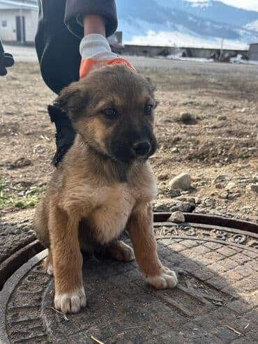 акустические системы ugreen колонка в виде собак: Кучуктор сатылат Кыргыз доботтун кучуктору сатылат Ысс-Кол областы — 14