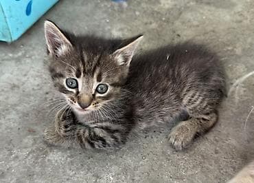 кошки в караколе: Котёнок, тигровый окрас (серо-коричневый табби) с чёткими полосами и — 1