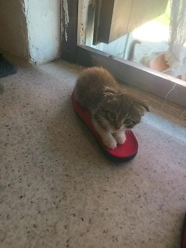 Отдам котят в добрые руки срочно