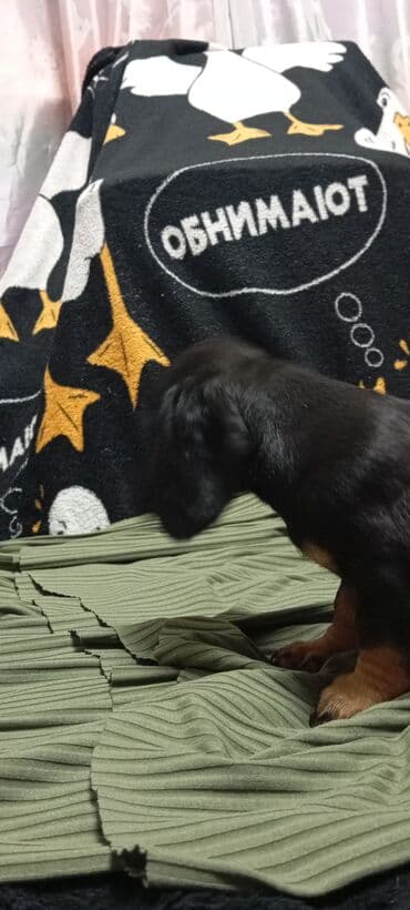 купить собаку в бишкеке: Такса, 2 месяца, Самец, С родословной — 8