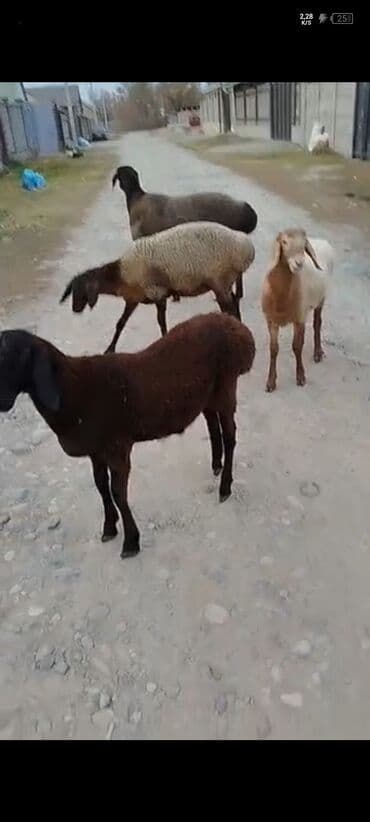 наполнитель для животных: Продаю | Ягненок, Баран (самец) | Арашан | На забой, Для разведения, Для шерсти | Племенные, Осеменитель — 3