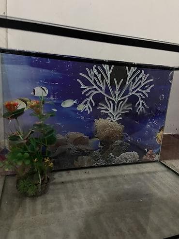 купить рыбу клоуна: Аквариум из стекла с декоративным фоном - Прямоугольный аквариум из — 1