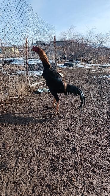 Продаю | Петух | Бойцовая | Для разведения