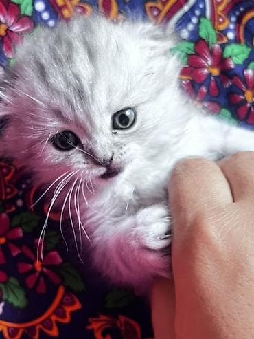 Шотландские котята серебристого окраса - Порода: шотландская (в