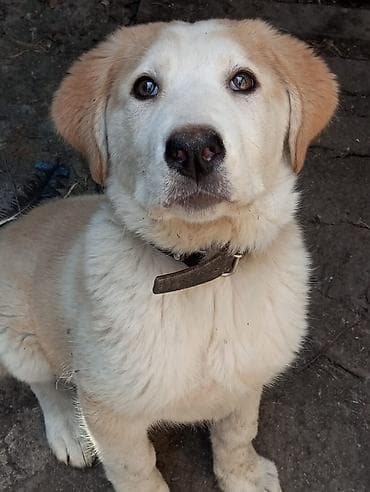 немецкий шпиц: Алабай, 3 месяца, Самка — 5