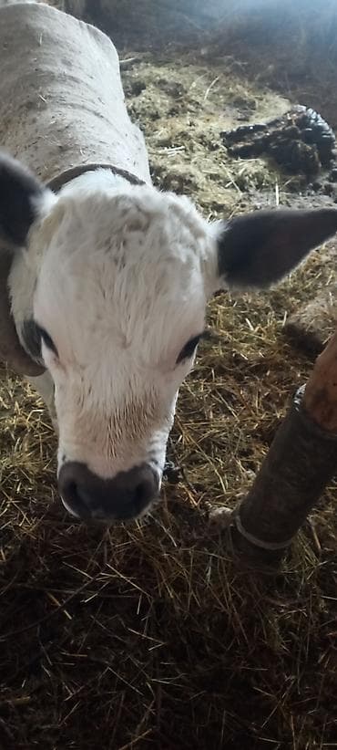 бык бука: Продаю | Музоо, торпок | Полукровка | На откорм — 5